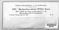 Bjerkandera adusta image